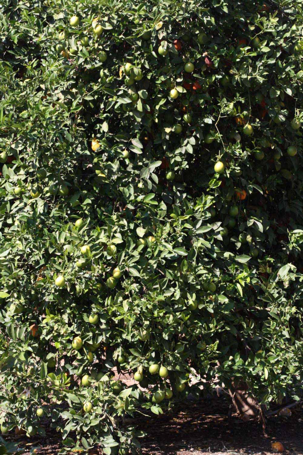            Habit (Riverside, CA)   